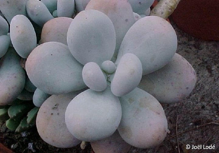 Pachyphytum oviferum